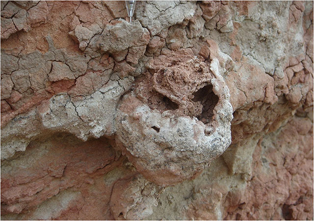 白蟻在2500萬年以前就已經(jīng)學會耕作！              	